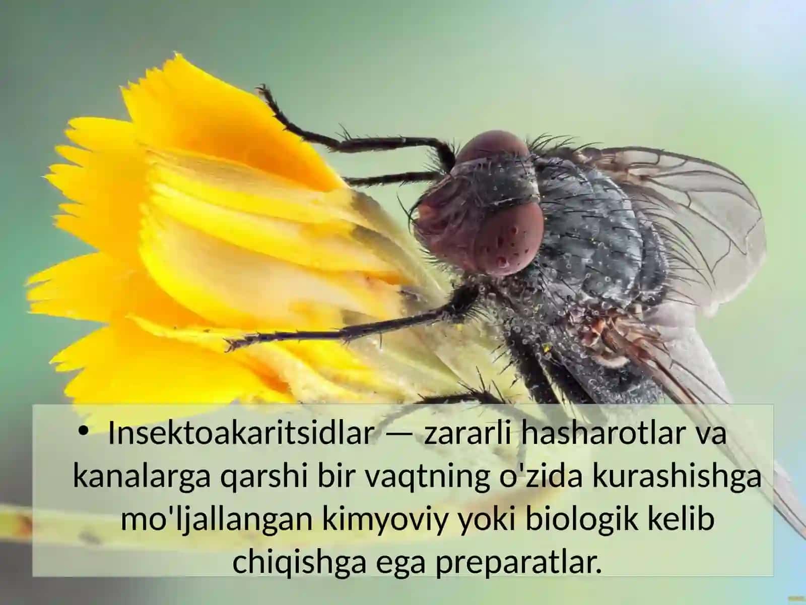 Insektoakaritsidlar va rodentsidlar xarakteristikasi 2