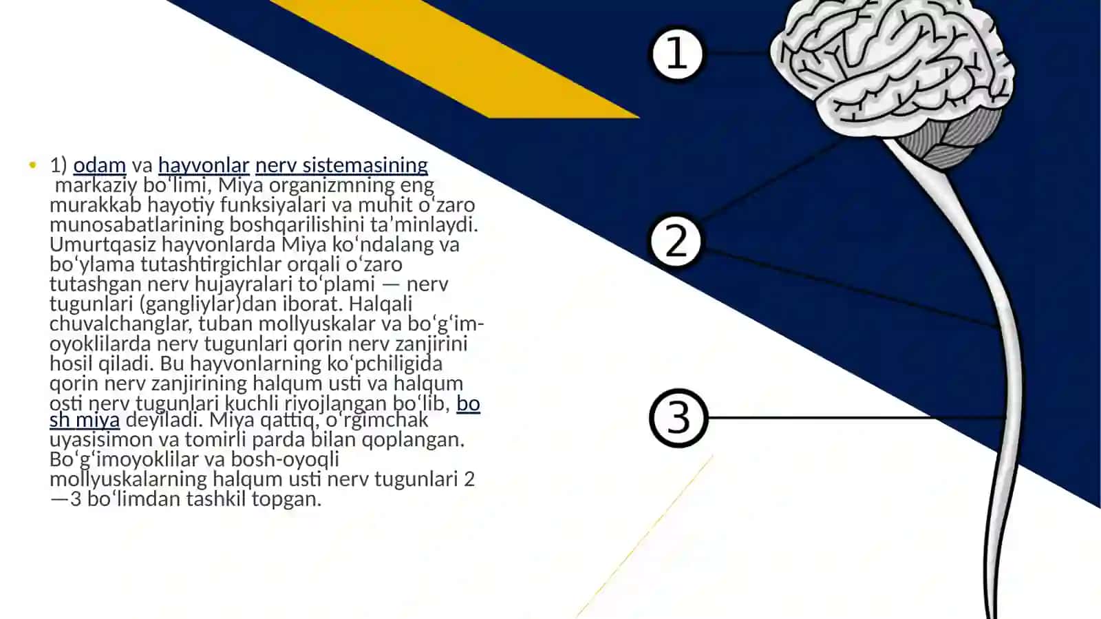 MIYA VA UNING FAOLIYATI 2
