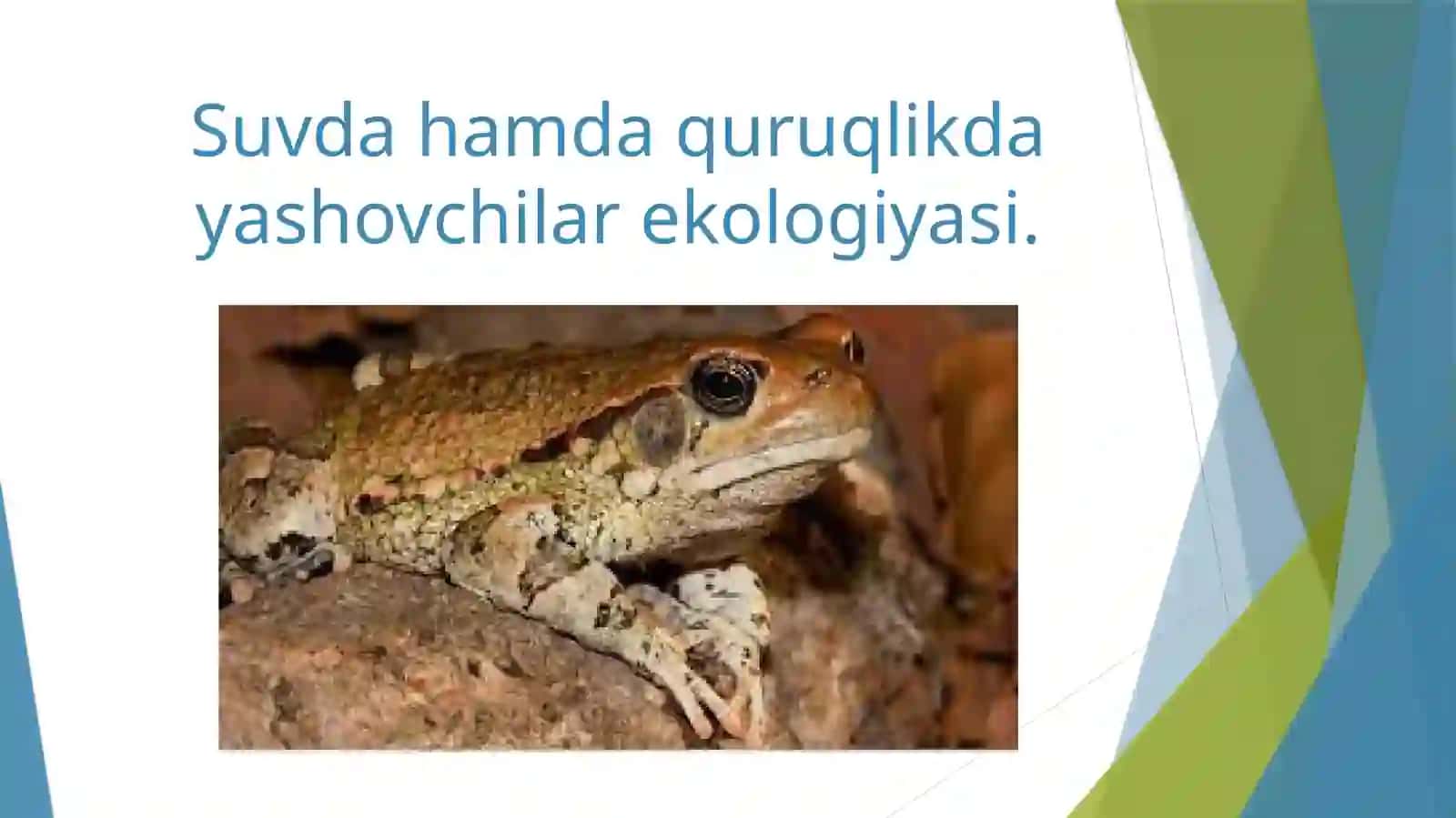 Amfibiyalar 2