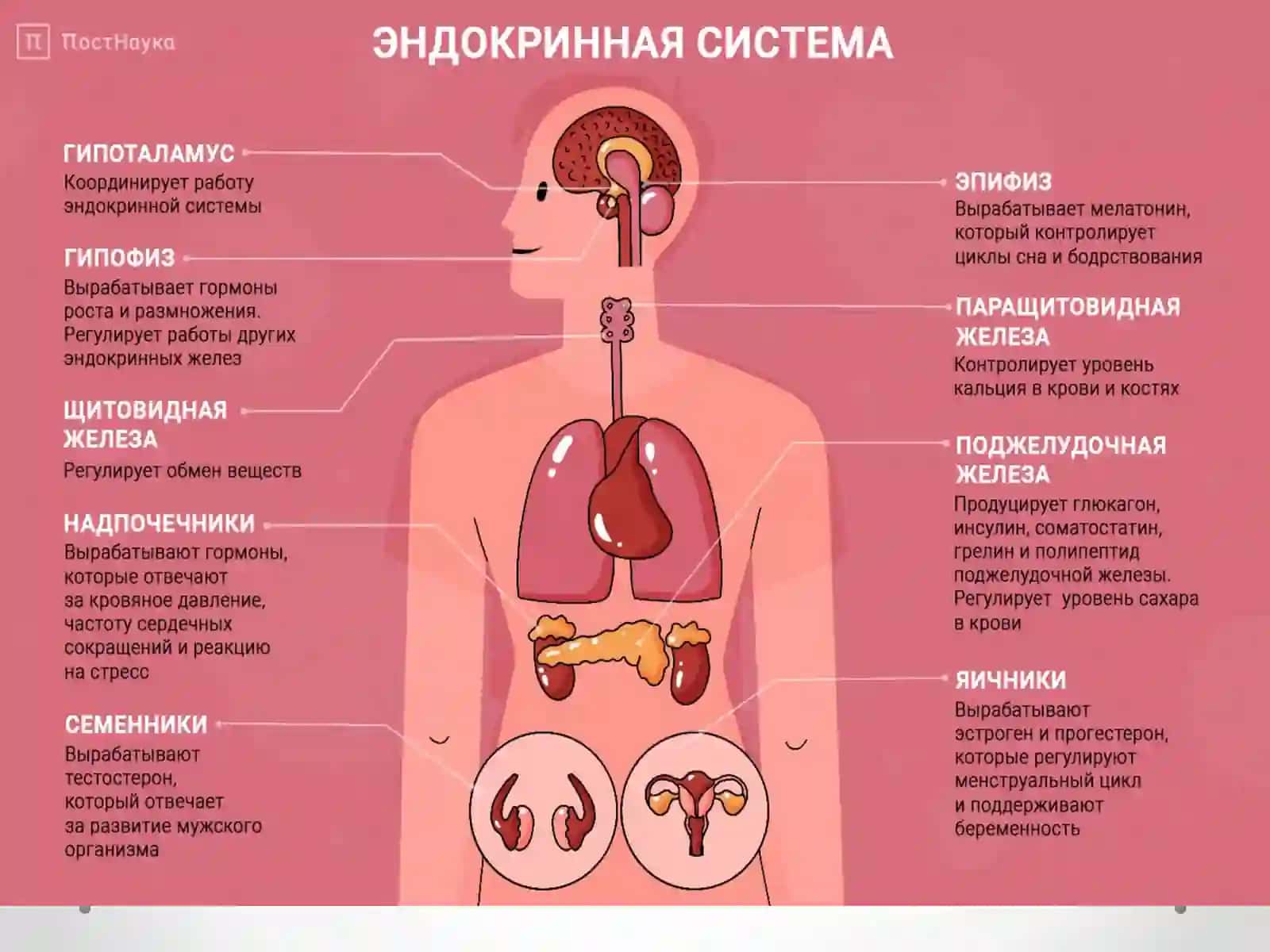 ГОРМОНАЛ МОДДАЛАР 2