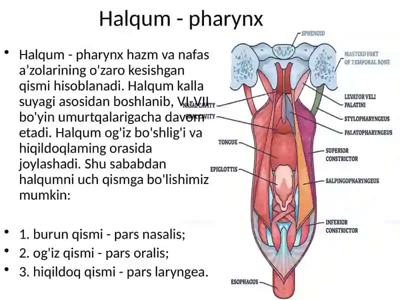 Halqum funksional va topografik anatomiyasi. Pirogov limfoepitelial halqasi. Qizilo’ngach: funksional va topografik anatomiyasi. Qorin bo’shlig’ida joylashgan a’zolarning umumiy sharxi. Me’daning funksional va klinik anatomiyasi. 2