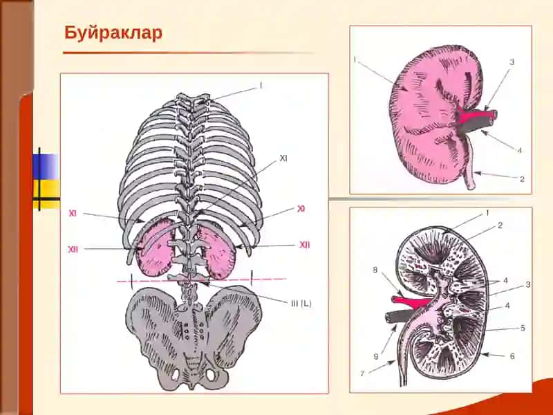 tibbiyot buyrak 2