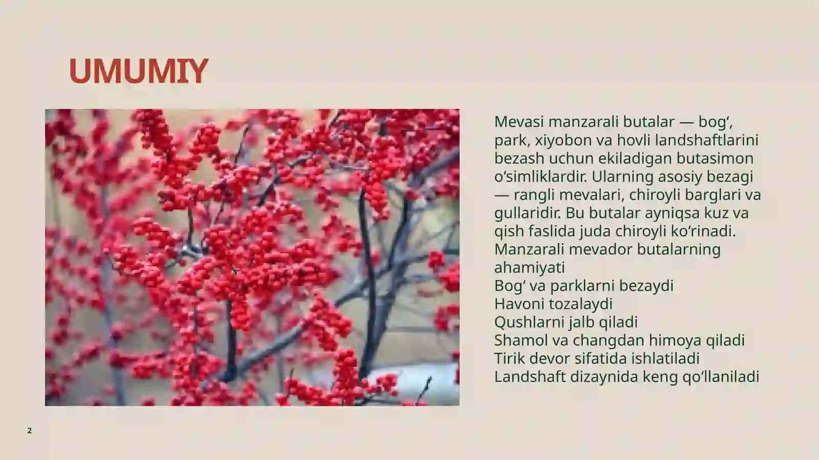 Mevasi manzarali buta navlari 2