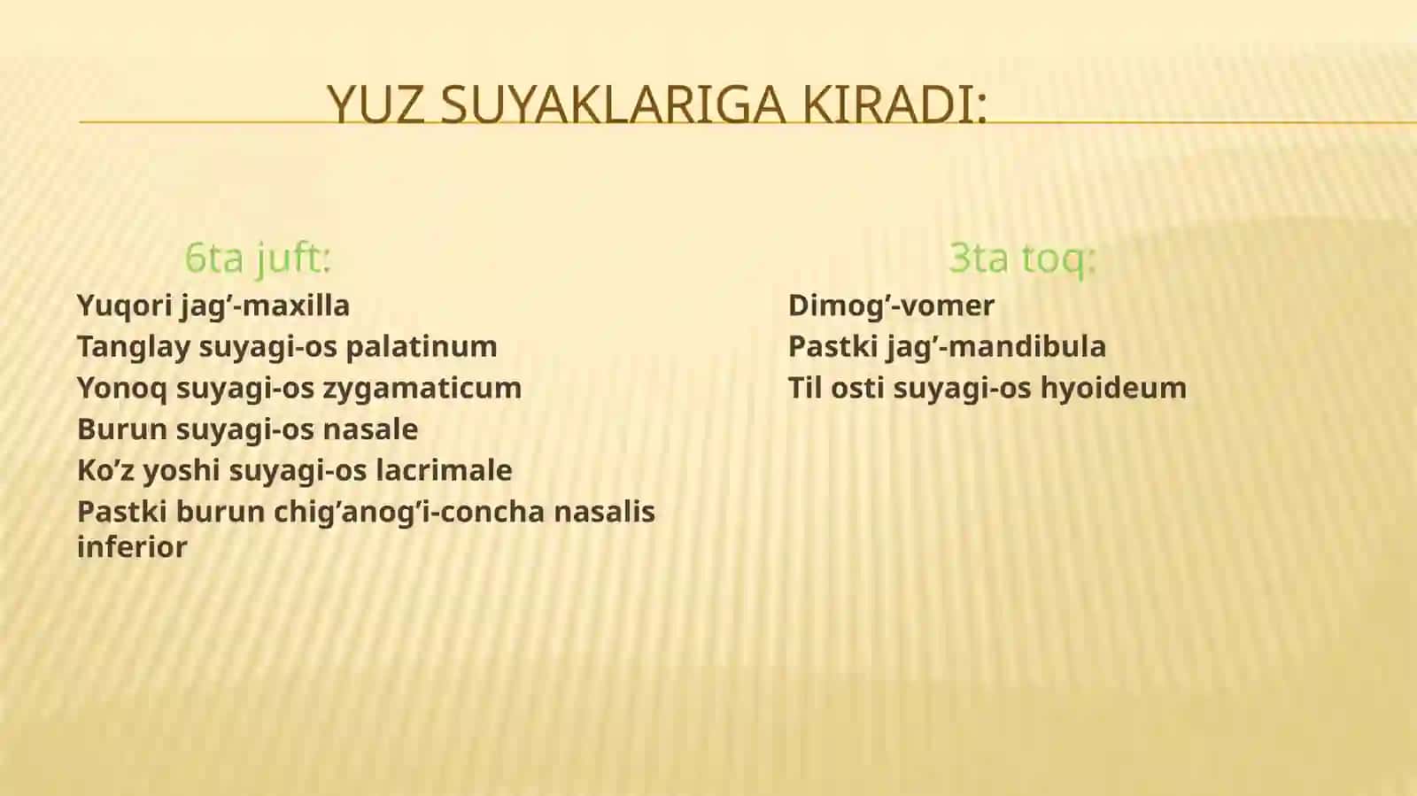 Yuz suyaklari 2