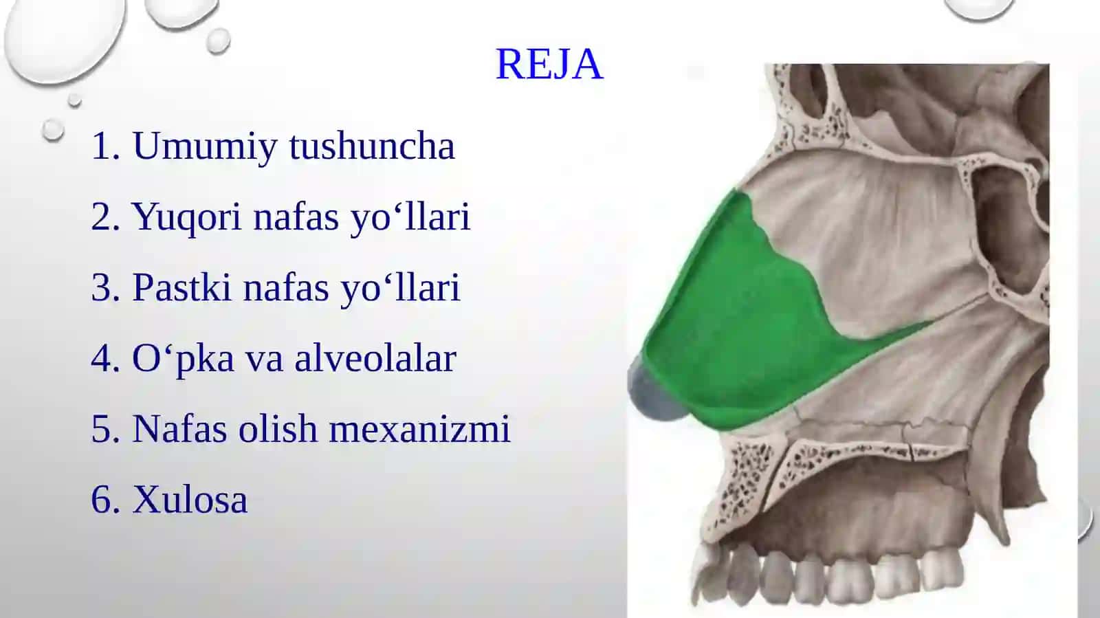 Nafas aʼzolarining tuzilishi 2