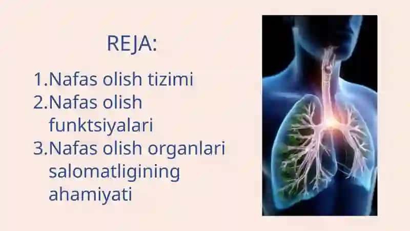 Nafas olish mexanizmi 2
