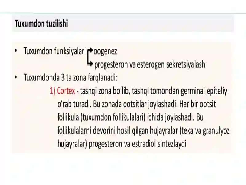 Jinsiytsiklninggormonalboshqariluvimexanizmi 2