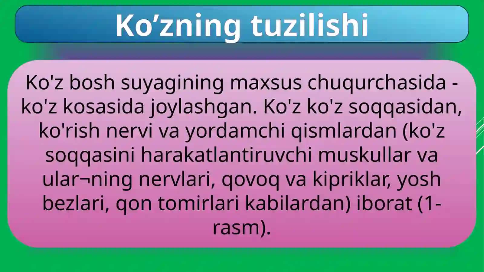 Ko’zning tuzilishi 2