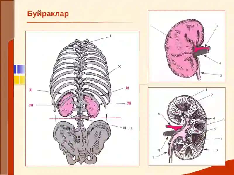 Буйрак Касалликлари 2
