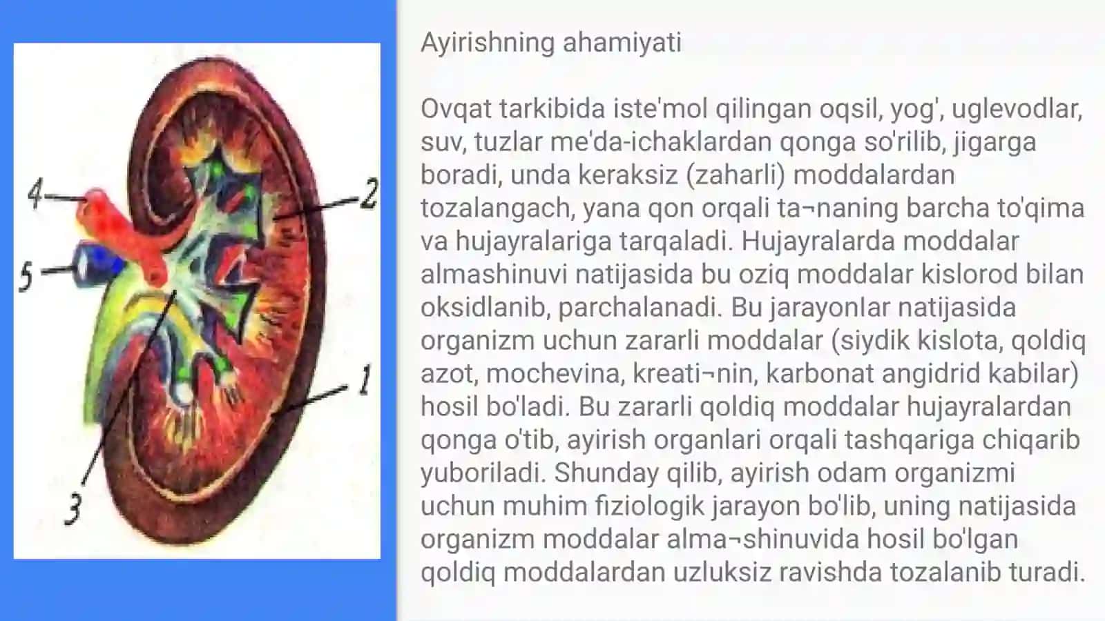 Ayirish tizimi tuzilishi va fiziologiyasi 2