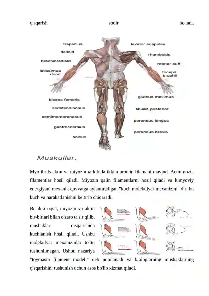 Muskul qisqarish apparati oqsillari 2