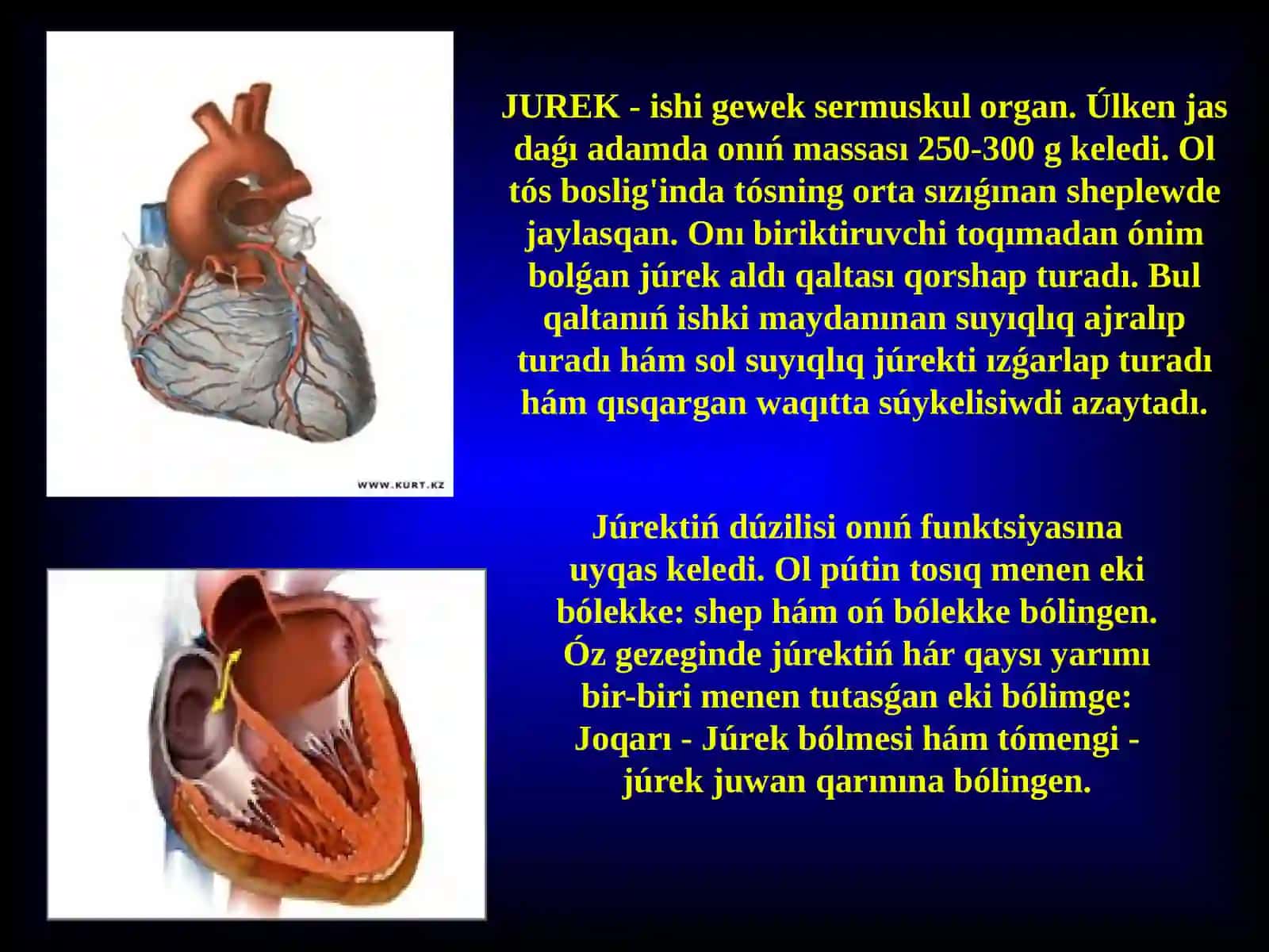JUREK 2