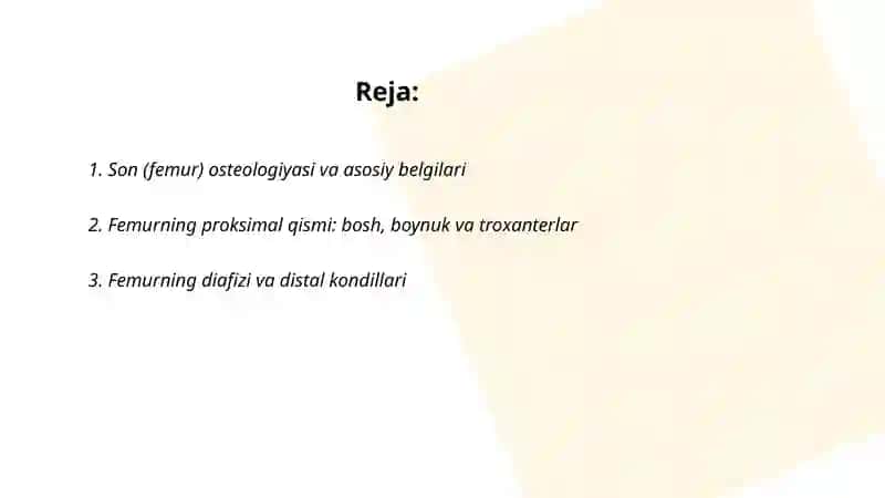 Son (femur) osteologiyasi va asosiy belgilari 2