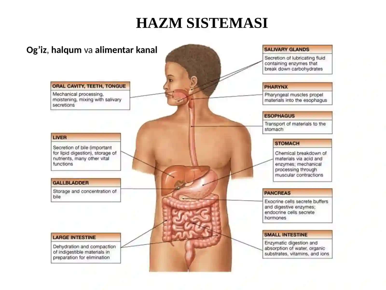 ORGANLAR SISTEMASI 2