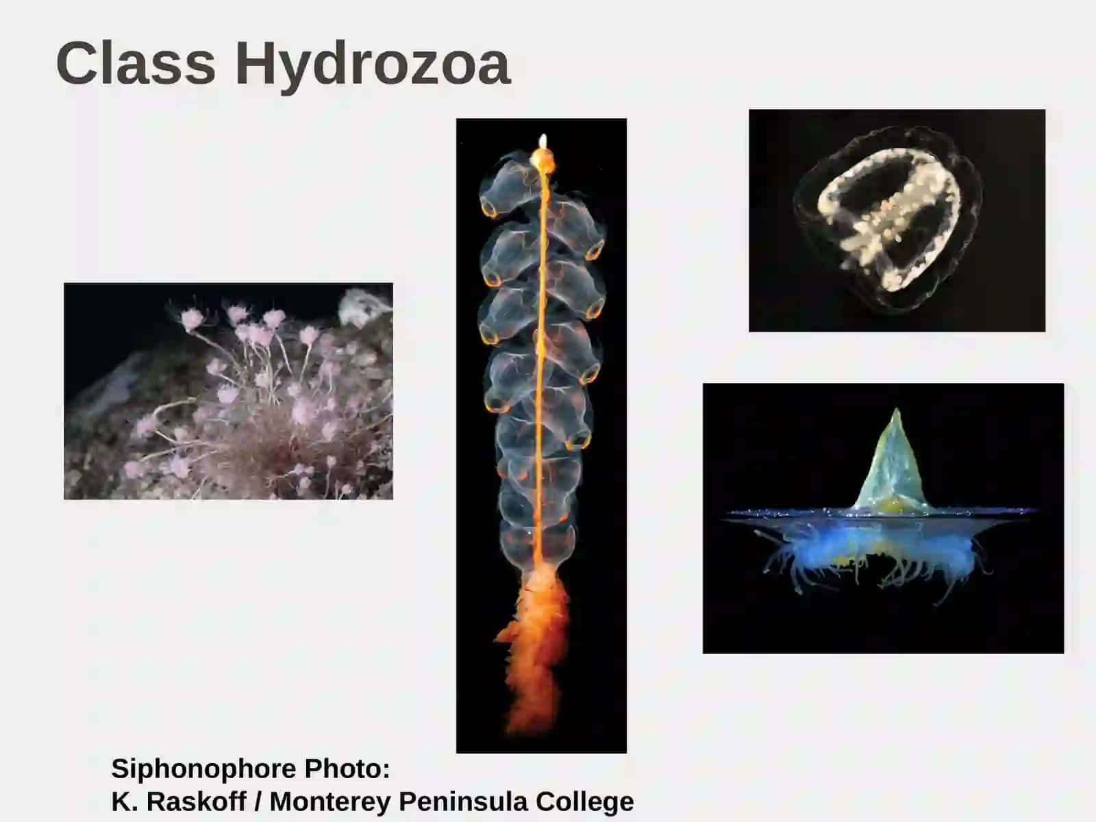 Class Hydrozoa Lecture on Phylum Cnidaria 2