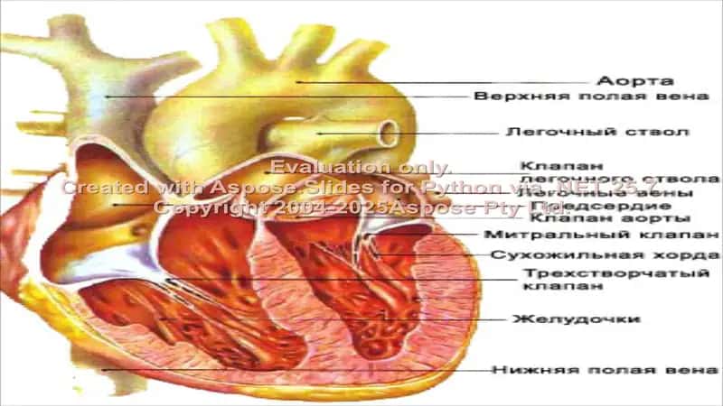 Myocardial Ischemia va Jurak Mushagi Nekrozi Sindromi 2