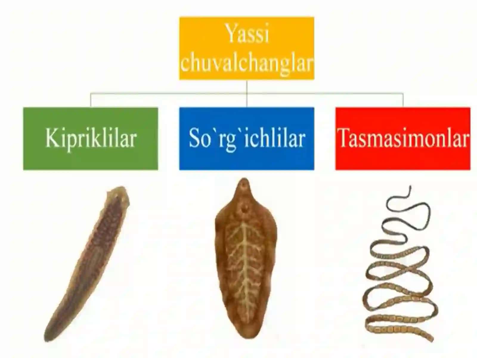 Yassi va to'garak chuvalchanglar tipi 2