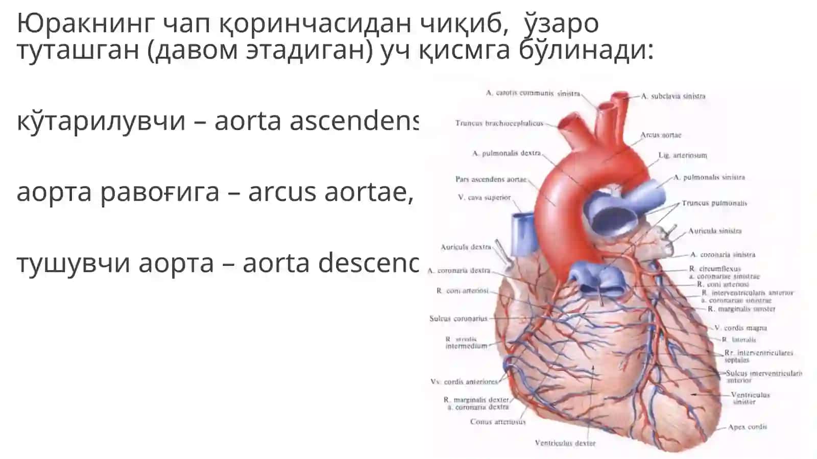 Юрак анатомияси 2