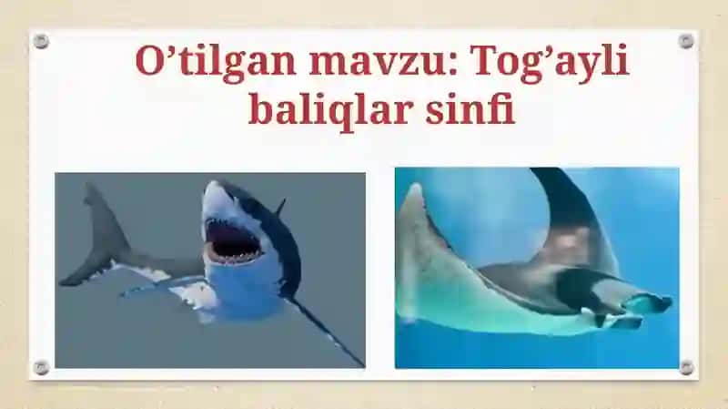 Tog’ayli baliqlar sinfi 2