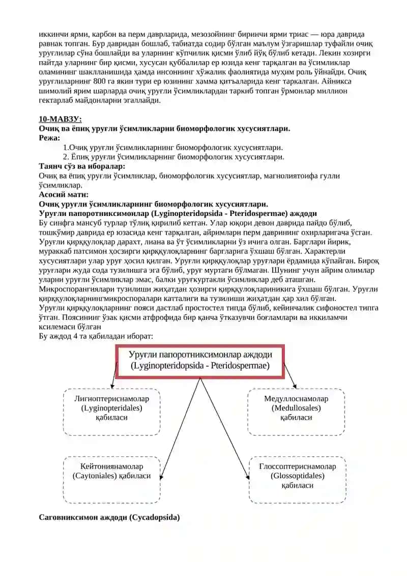 Очиқ уруғли ўсимликларнинг умумий таснифи 2