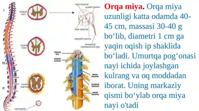 Orqamiya 2