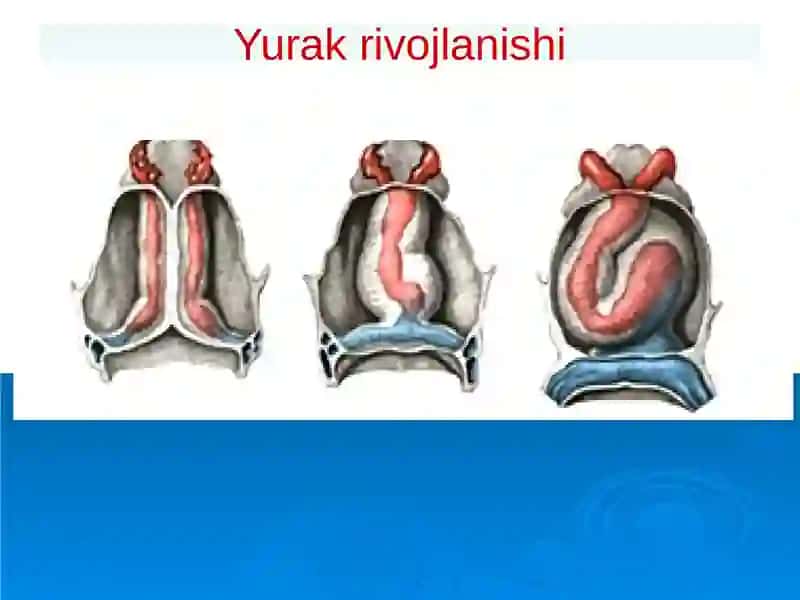 Perikard kasalliklari.Yurak o'smalari. Yurak trasplantologiyasi 2
