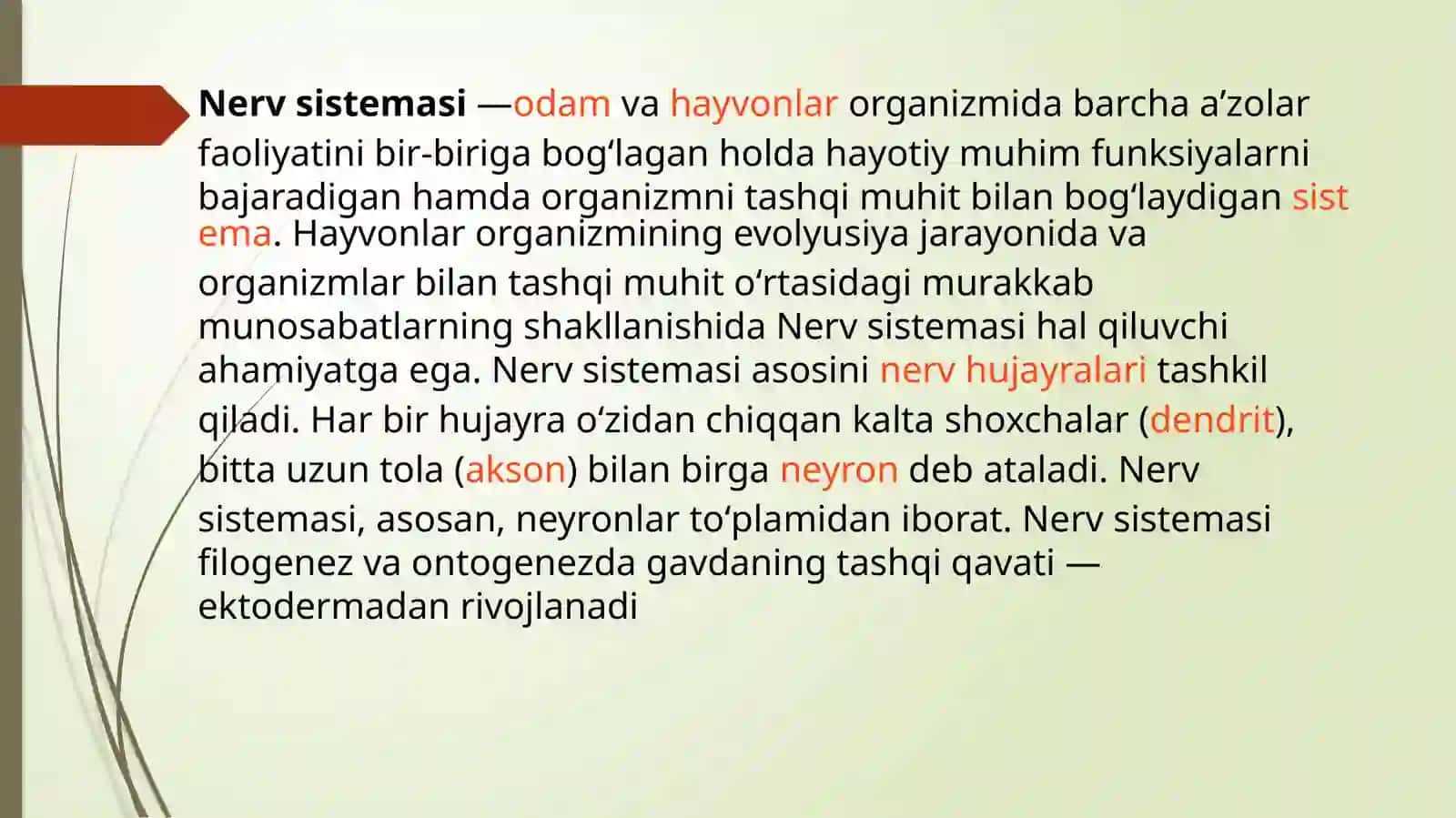 Nerv sistemasi 2