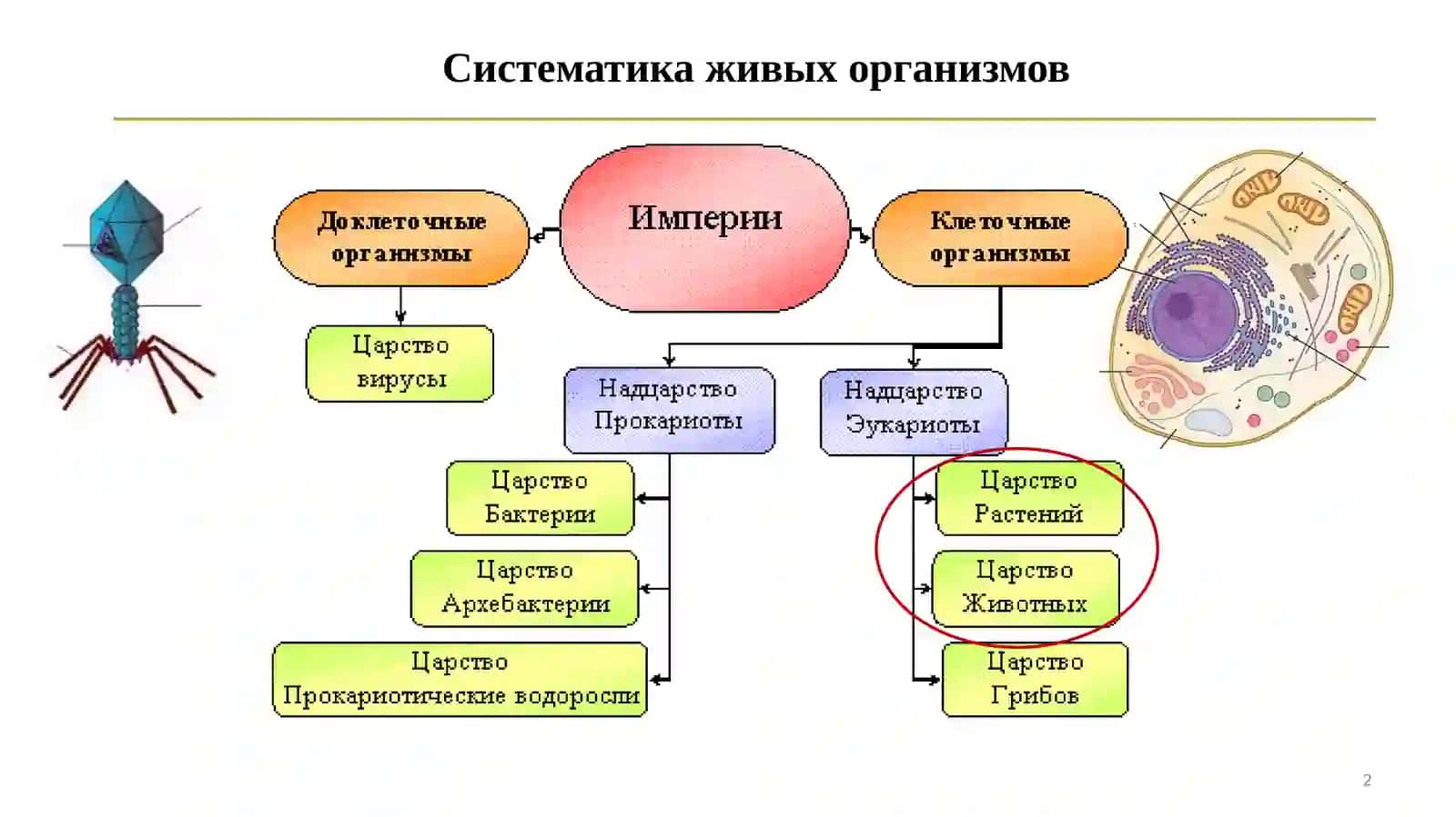 Введение в цитологию 2