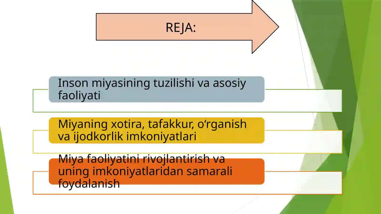 INSON MIYASINING TUZILISHI VA ASOSIY FAOLIYATI 2
