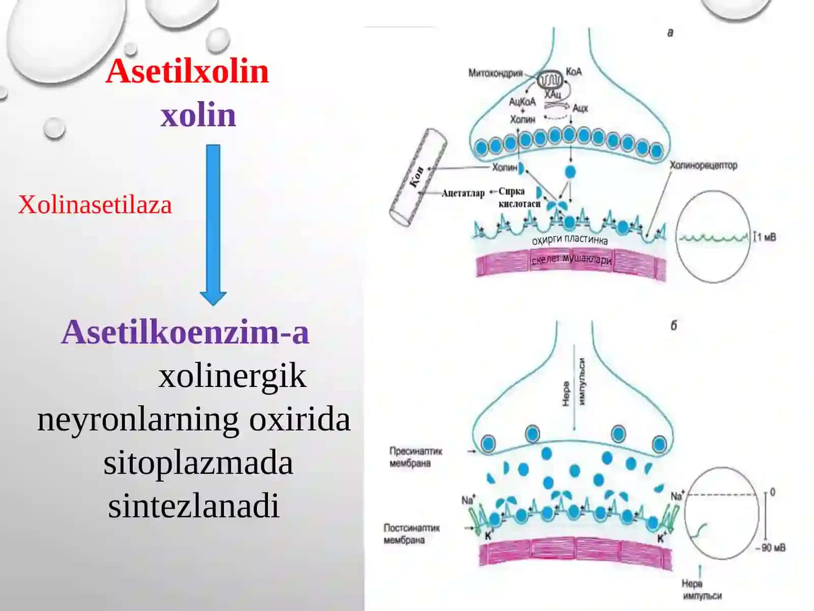 ANTIXOLINESTERAZVOSITALAR 2