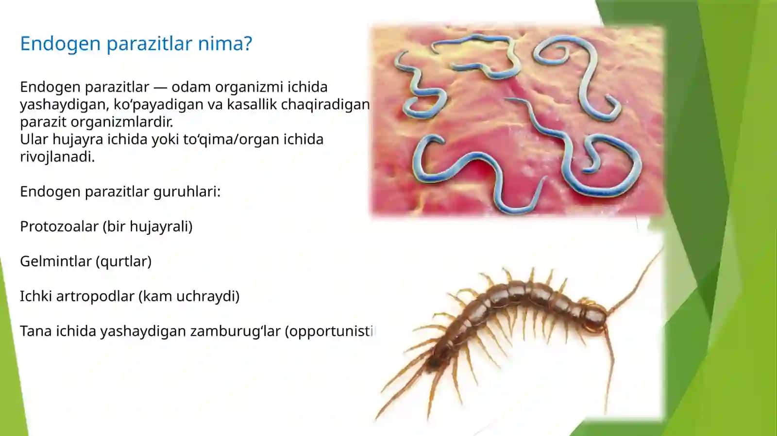 Endogen parazitar kasalliklar, klassifikatsiyasi, patogenezi, laboratoriya tashxisi 2