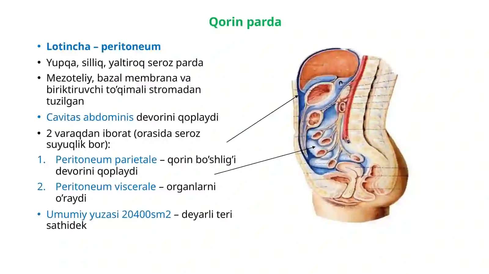 Qorin parda anatomiyasi 2