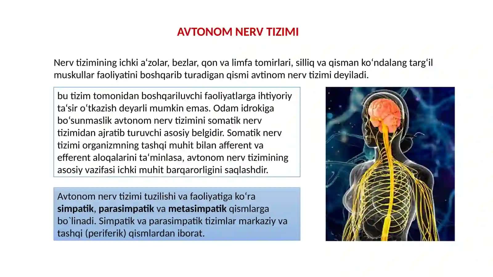 Simpatik, parasimpatik va metasimpatik sabt tizimi 2