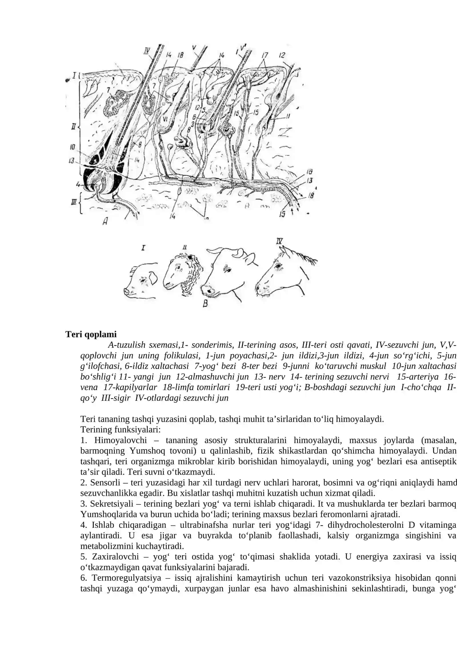 Teri qoplamasi va teri hosila organlarining morfologik tuzilishi 2