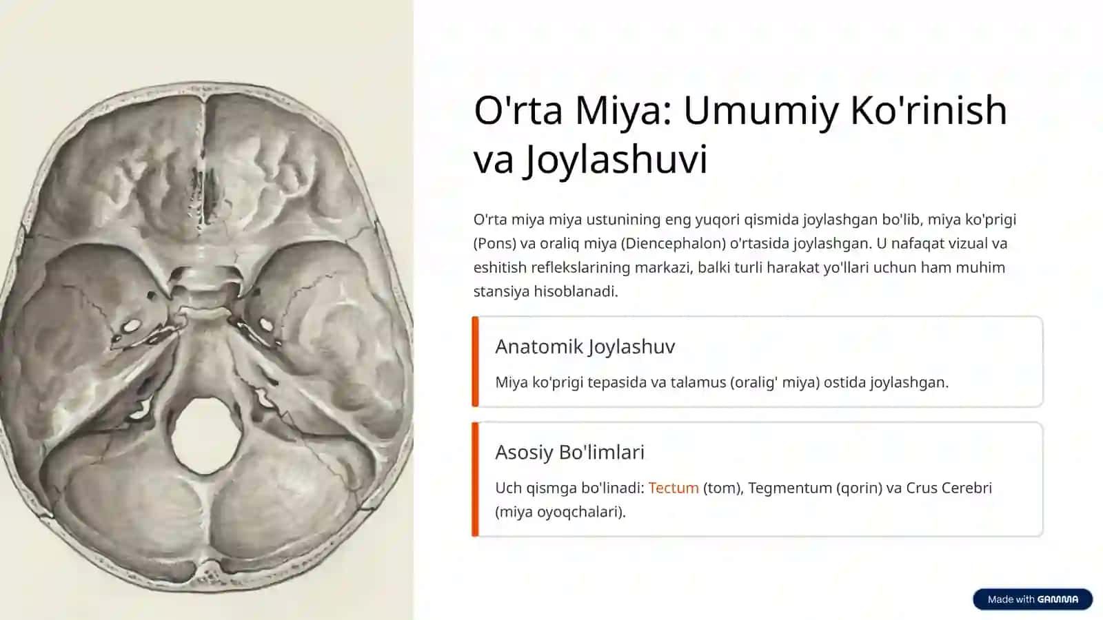 O'rta Miyaning Ichki Tuzilishi va To'rt Tepalik Plastinkasi 2