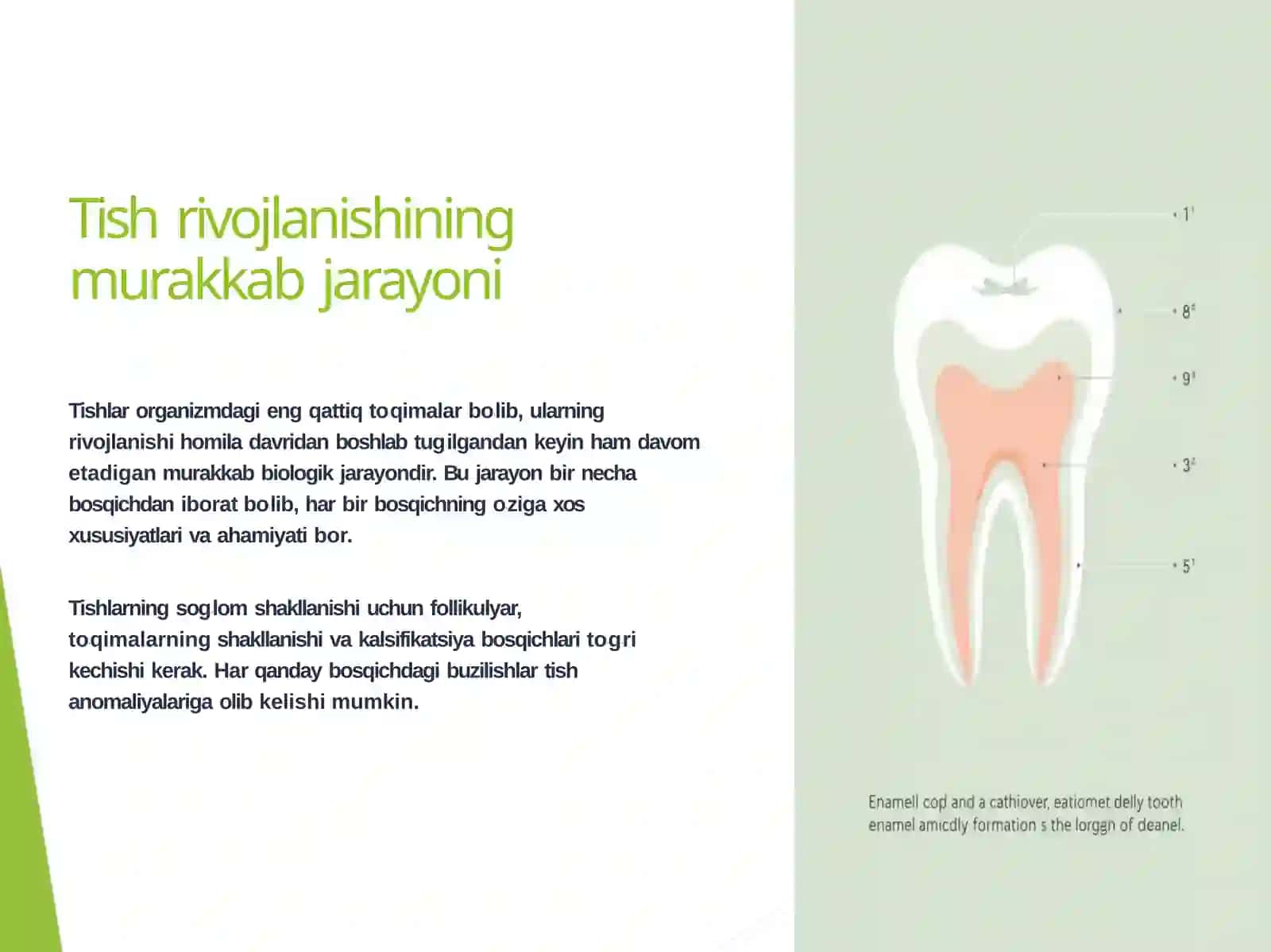 Tishrivojlanishining murakkab jarayoni 2