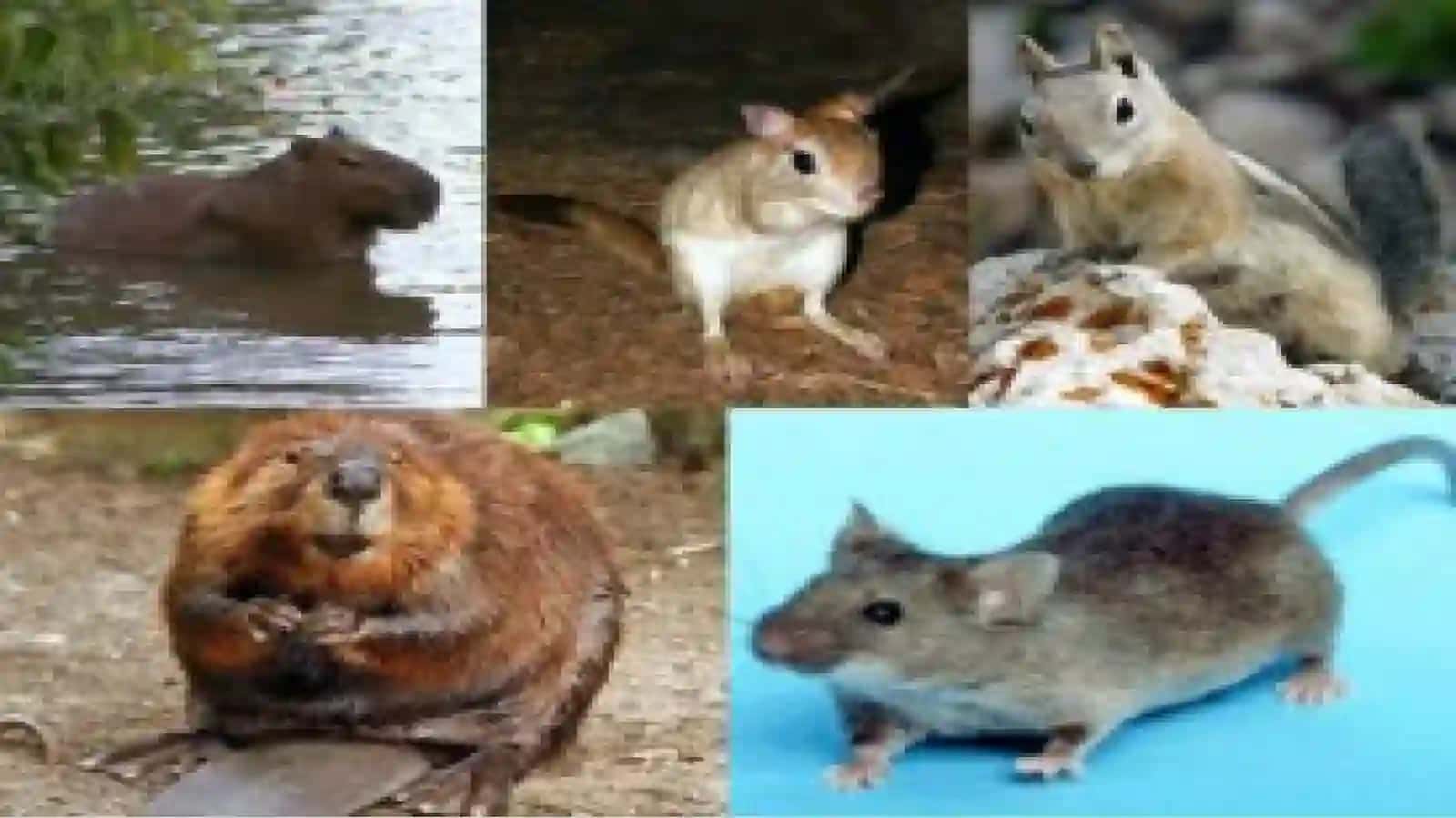 7-sinf Zoologiya 'Qo'lqanotlilar va kemiruvchilar turkumlari' ko'rgazma 2