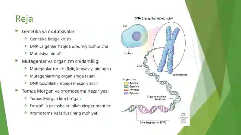 Organizm mutagen taʼsiriga chidamliligi Tomas Morganning xromosoma nazariyasi. Jins genetikasi 2