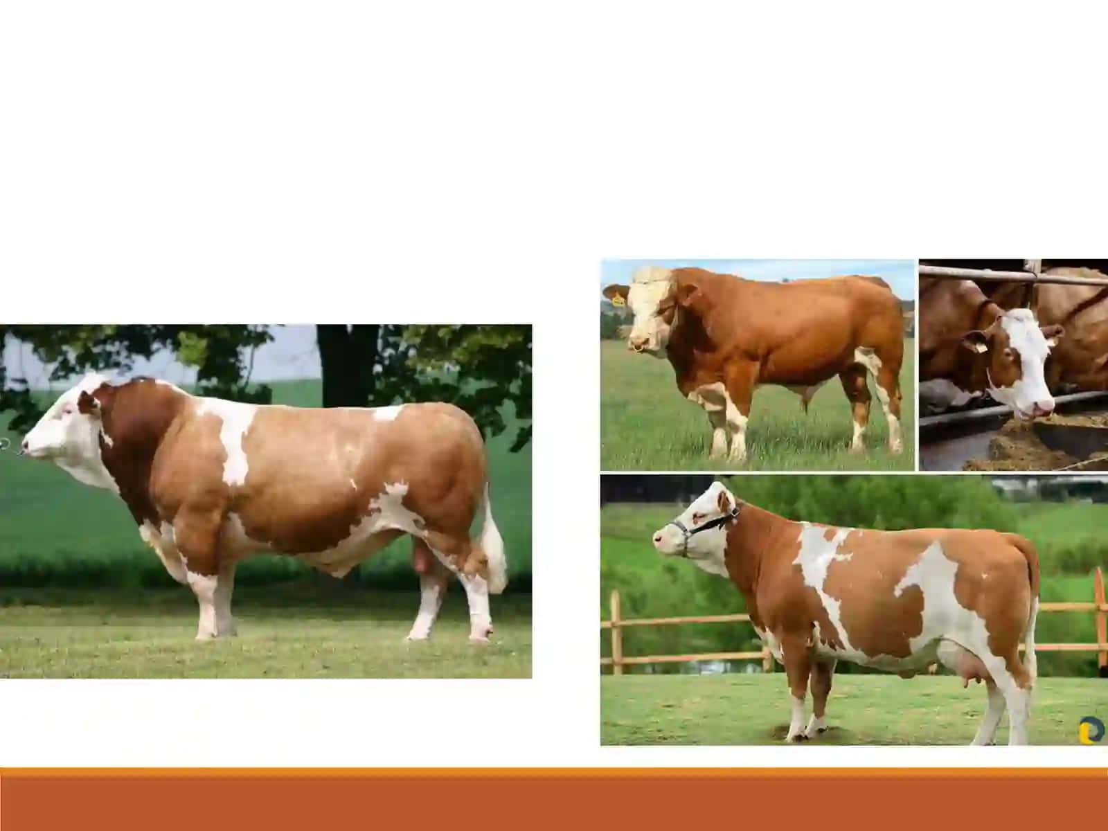 Hayvonlarko’payishining biologikasoslari 2