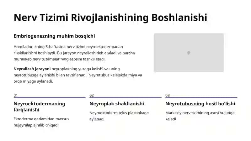 Nerv Rivojlanishining Embriologiyasi 2