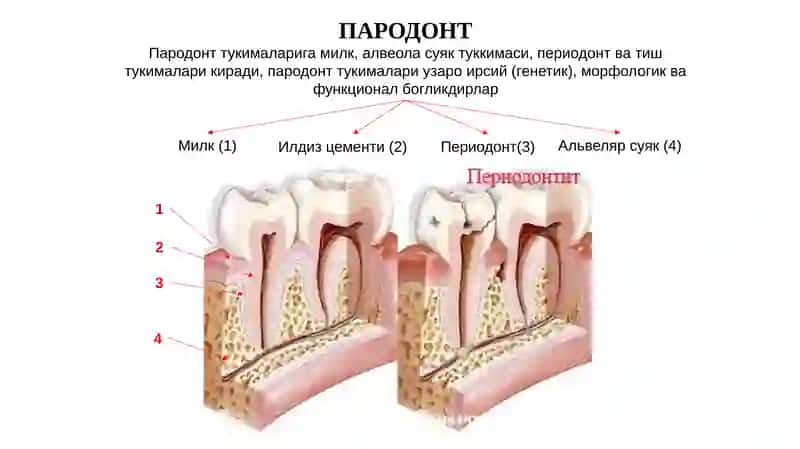 Пародонтонтология 2