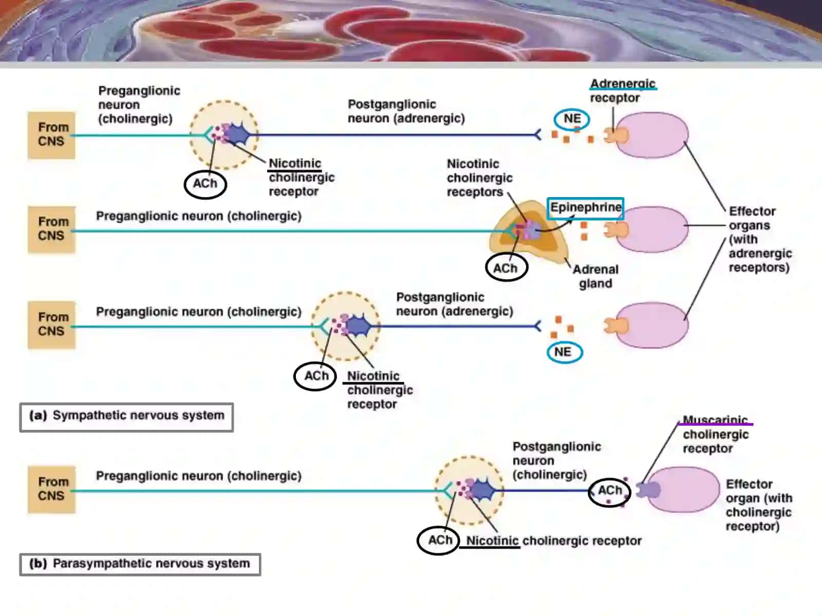 Neurotransmitters 2