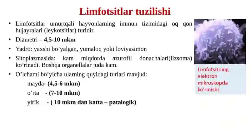 Limfotsitlarning populyatsiyalari va subpopulyatsiyalari. 2