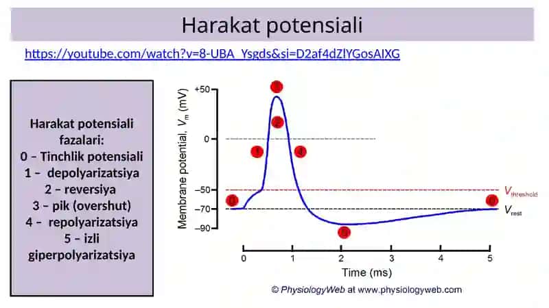 Nerv tolalari va sinapslar fiziologiyasi. Muskullar fiziologiyasi. 2