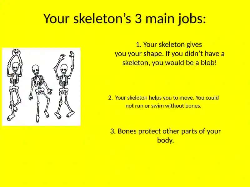 Humanskeleton 2
