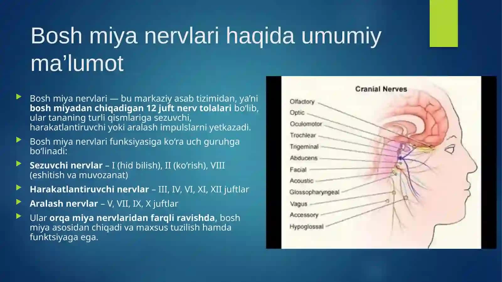 Bosh miya nervlari 2