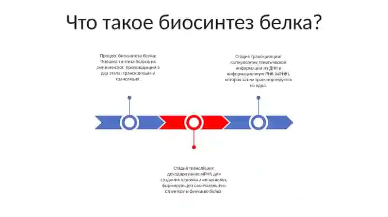 Биосинтез Белка 2