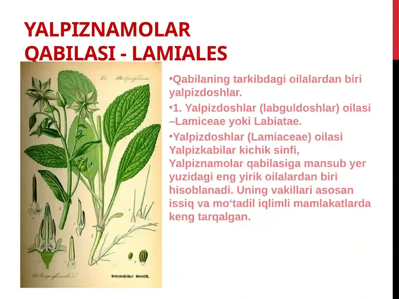 Yalpiznamolar qabilasi - Lamiales 2