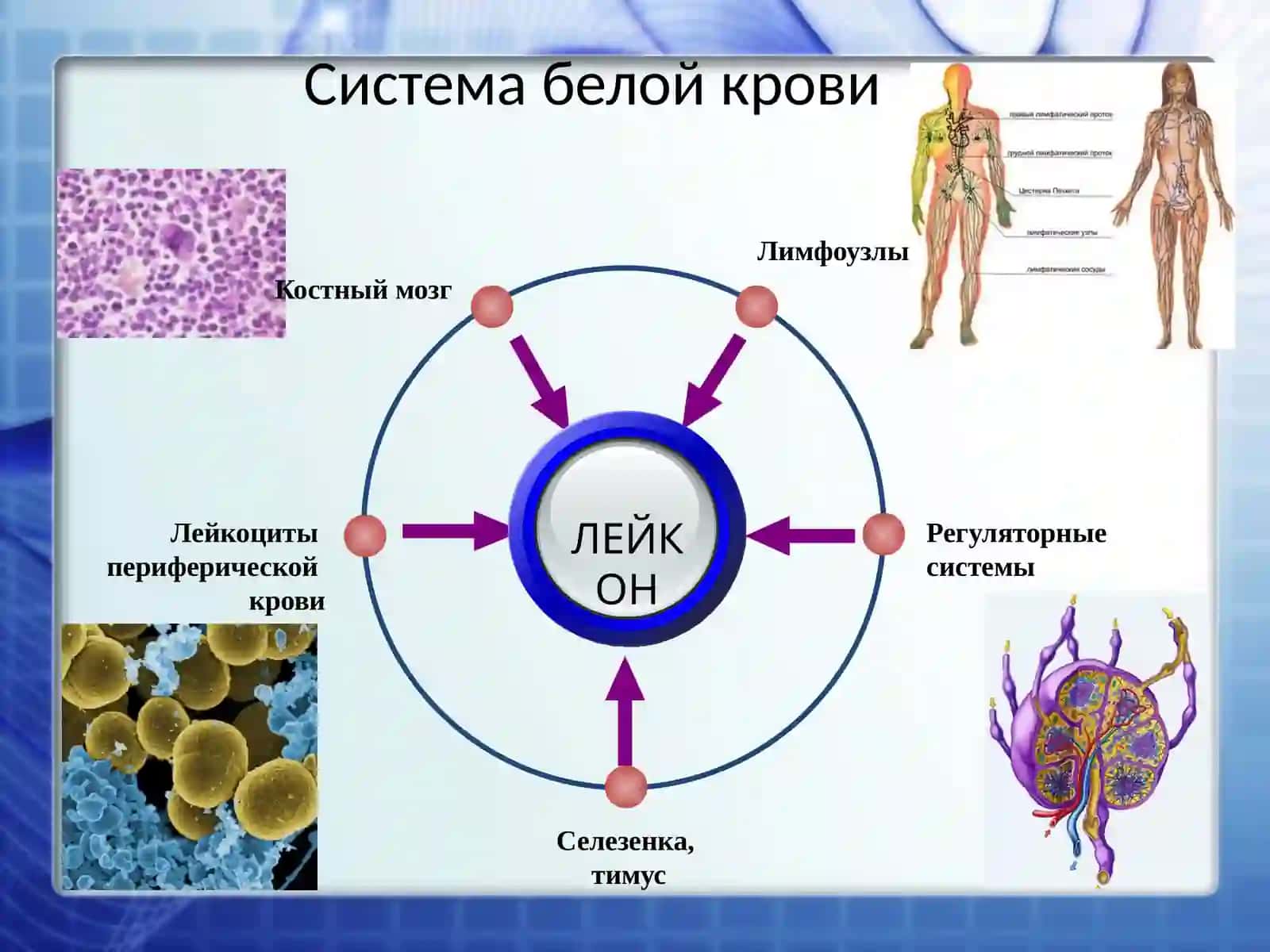 Leykotsitlar patofiziologiyasi 2