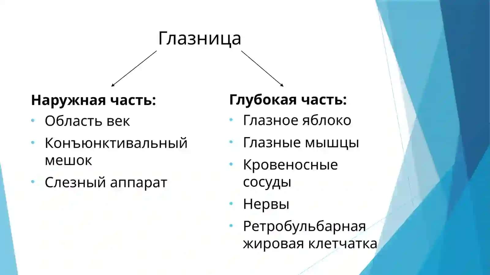 Глазница (орбита) 2